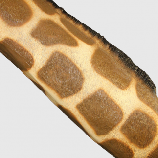 Tête de girafe grandeur nature en résine